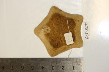 Media type: image;   Invertebrate Zoology AST-3311 Description: Preserved specimen.;